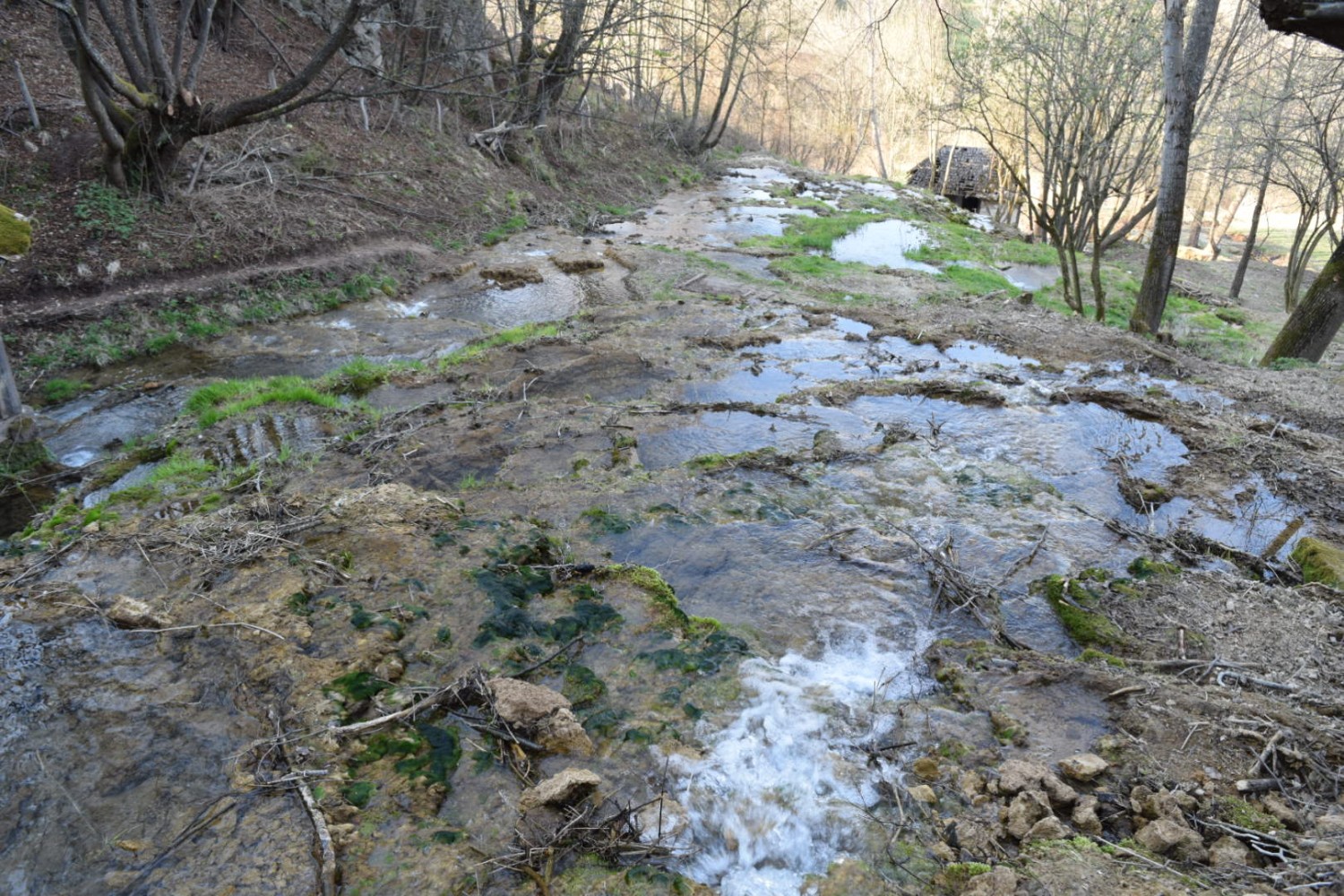 Тарско врело