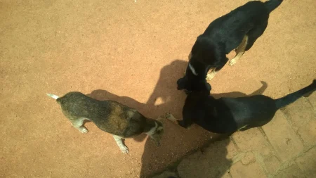 Гладни пси Сигирије - Шри Ланка - putujemo.org