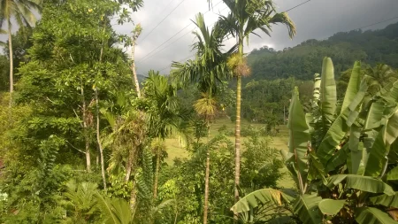 Поглед на околину мотела - Шри Ланка - putujemo.org