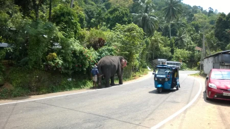 Слон и Тук-тук на путу - Шри Ланка