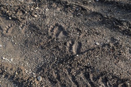 Отисак медвеђих шапа на Тари