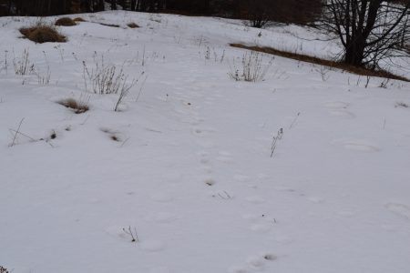 Трагови ситних животиња свуда по снегу - putujemo.org
